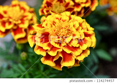 黃色萬壽菊 黃色萬壽菊 114274457