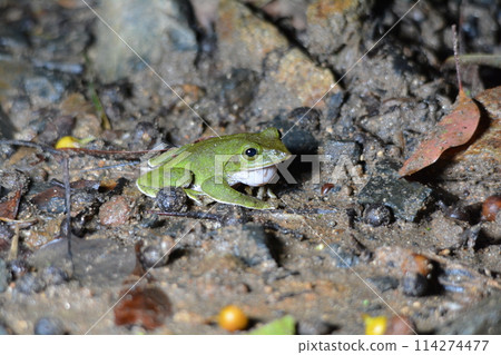 Amamia tree frog 114274477