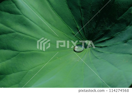Drops on the lotus leaf Drops on the lotus leaf 114274568