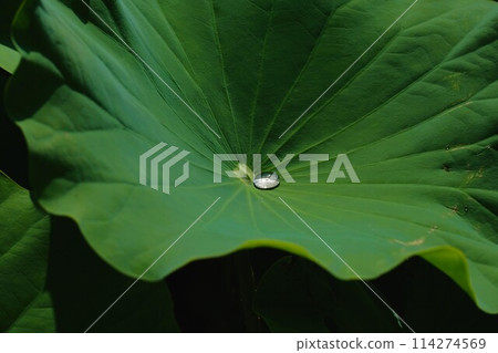 Drops on the lotus leaf Drops on the lotus leaf 114274569
