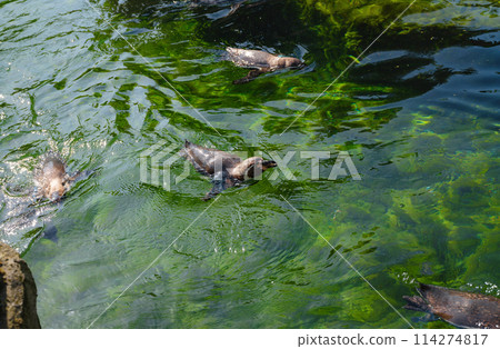 Penguin in glacial environment in spring zoo 114274817