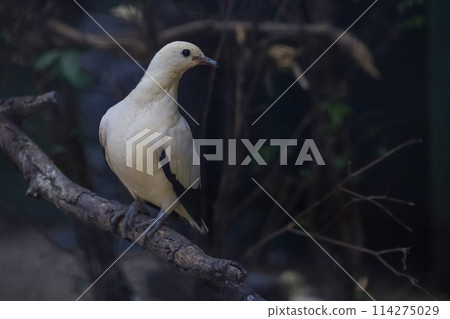 The pied imperial pigeon bird is rest in the garden 114275029