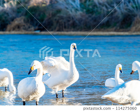 距離東京都最近的天鵝觀賞地-越部川,美麗的天鵝景觀 距離東京都最近的天鵝觀賞地-越部川,美麗的天鵝景觀 114275060