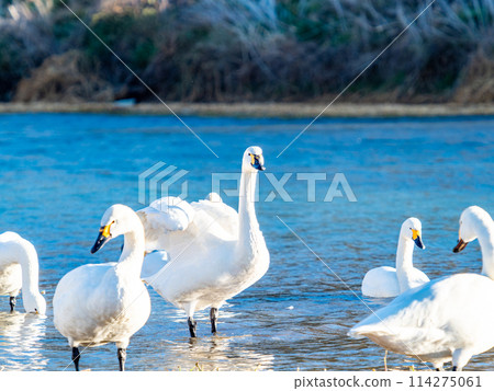 距離東京都最近的天鵝觀賞地－越部川，美麗的天鵝景觀 114275061