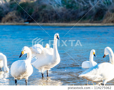 距離東京都最近的天鵝觀賞地-越部川,美麗的天鵝景觀 距離東京都最近的天鵝觀賞地-越部川,美麗的天鵝景觀 114275062