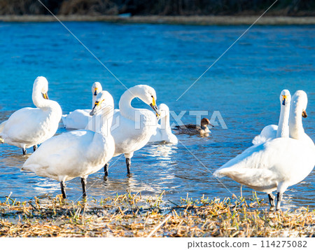 The beautiful sight of whooper swans at Kobegawa River, the closest swan habitat to the Tokyo metropolitan area 114275082