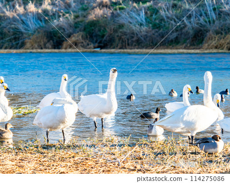 距離東京都最近的天鵝觀賞地－越部川，美麗的天鵝景觀 114275086
