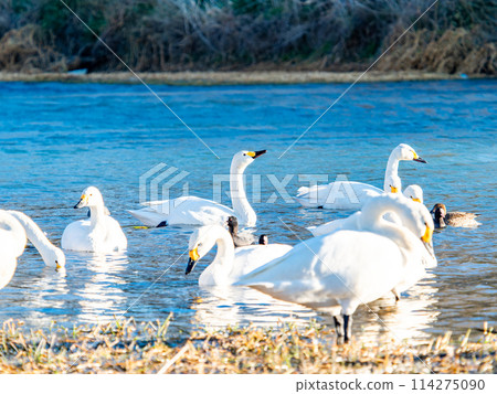 距離東京都最近的天鵝觀賞地－越部川，美麗的天鵝景觀 114275090