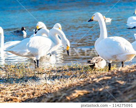 The beautiful sight of whooper swans at Kobegawa River, the closest swan habitat to the Tokyo metropolitan area The beautiful sight of whooper swans at Kobegawa River, the closest swan habitat to the Tokyo metropolitan area 114275091