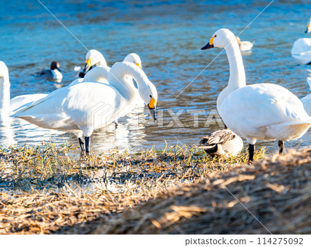 距離東京都最近的天鵝觀賞地－越部川，美麗的天鵝景觀 114275092