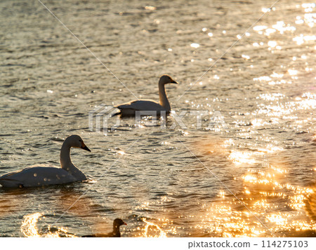 The beautiful sight of whooper swans at Kobegawa River, the closest swan habitat to the Tokyo metropolitan area 114275103