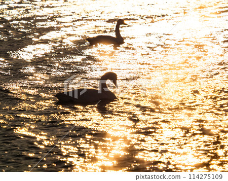 The beautiful sight of whooper swans at Kobegawa River, the closest swan habitat to the Tokyo metropolitan area 114275109