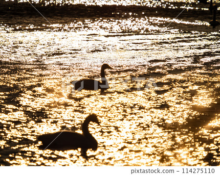 The beautiful sight of whooper swans at Kobegawa River, the closest swan habitat to the Tokyo metropolitan area 114275110