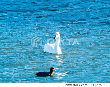 距離東京都最近的天鵝觀賞地－越部川，美麗的天鵝景觀 114275115