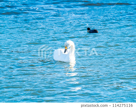 The beautiful sight of whooper swans at Kobegawa River, the closest swan habitat to the Tokyo metropolitan area 114275116