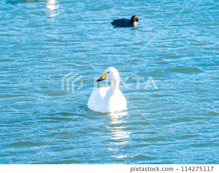 The beautiful sight of whooper swans at Kobegawa River, the closest swan habitat to the Tokyo metropolitan area 114275117