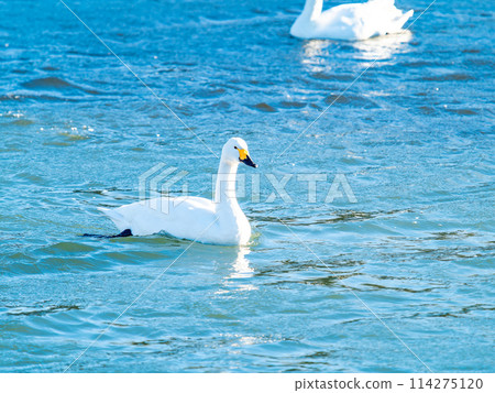 The beautiful sight of whooper swans at Kobegawa River, the closest swan habitat to the Tokyo metropolitan area 114275120