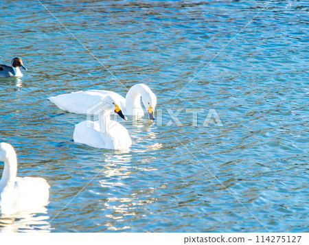距離東京都最近的天鵝觀賞地-越部川,美麗的天鵝景觀 距離東京都最近的天鵝觀賞地-越部川,美麗的天鵝景觀 114275127