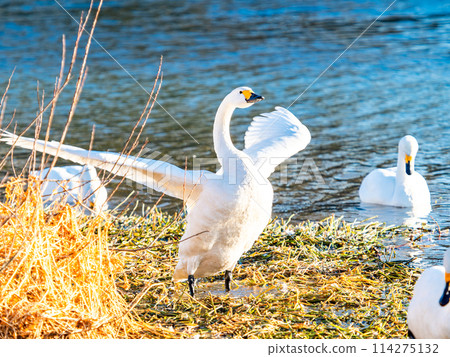 距離東京都最近的天鵝觀賞地－越部川，美麗的天鵝景觀 114275132