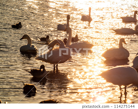 The beautiful sight of whooper swans at Kobegawa River, the closest swan habitat to the Tokyo metropolitan area 114275144