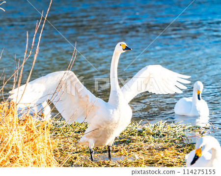 距離東京都最近的天鵝觀賞地－越部川，美麗的天鵝景觀 114275155