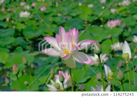 Lotus flowers at the ruins of Fujiwara-kyo in Nara 114275243