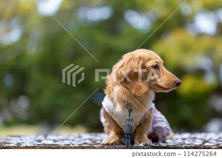 臘腸犬在櫻花盛開的公園散步 114275264