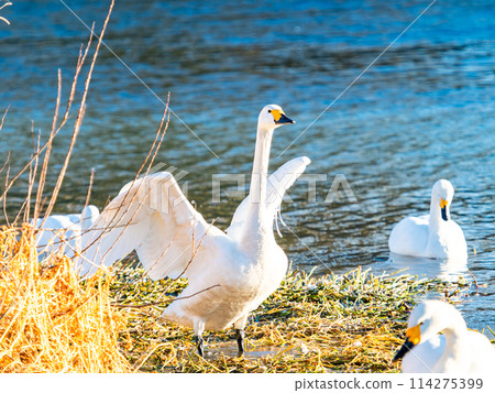 The beautiful sight of whooper swans at Kobegawa River, the closest swan habitat to the Tokyo metropolitan area The beautiful sight of whooper swans at Kobegawa River, the closest swan habitat to the Tokyo metropolitan area 114275399