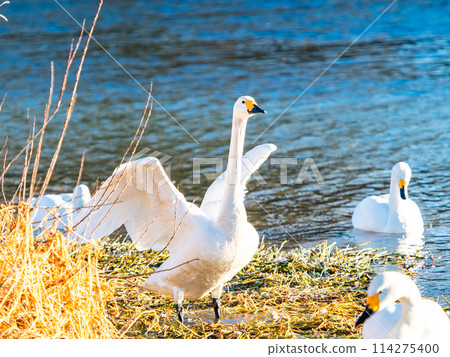 The beautiful sight of whooper swans at Kobegawa River, the closest swan habitat to the Tokyo metropolitan area The beautiful sight of whooper swans at Kobegawa River, the closest swan habitat to the Tokyo metropolitan area 114275400