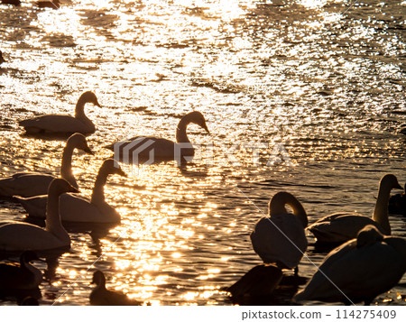 The beautiful sight of whooper swans at Kobegawa River, the closest swan habitat to the Tokyo metropolitan area 114275409