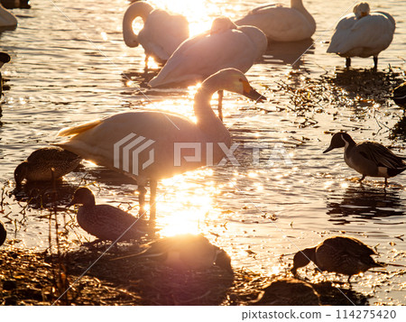 The beautiful sight of whooper swans at Kobegawa River, the closest swan habitat to the Tokyo metropolitan area The beautiful sight of whooper swans at Kobegawa River, the closest swan habitat to the Tokyo metropolitan area 114275420