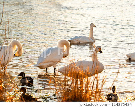 距離東京都最近的天鵝觀賞地-越部川,美麗的天鵝景觀 距離東京都最近的天鵝觀賞地-越部川,美麗的天鵝景觀 114275424