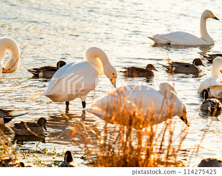 距離東京都最近的天鵝觀賞地－越部川，美麗的天鵝景觀 114275425