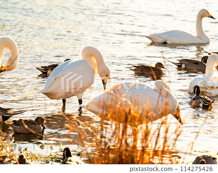 距離東京都最近的天鵝觀賞地－越部川，美麗的天鵝景觀 114275426