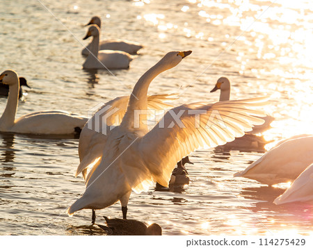 The beautiful sight of whooper swans at Kobegawa River, the closest swan habitat to the Tokyo metropolitan area 114275429