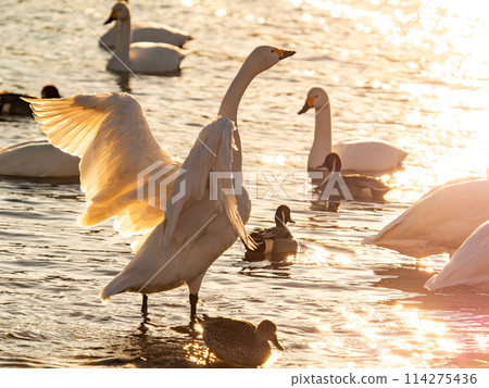 The beautiful sight of whooper swans at Kobegawa River, the closest swan habitat to the Tokyo metropolitan area 114275436