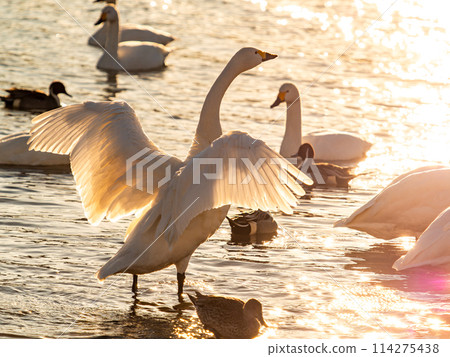 The beautiful sight of whooper swans at Kobegawa River, the closest swan habitat to the Tokyo metropolitan area The beautiful sight of whooper swans at Kobegawa River, the closest swan habitat to the Tokyo metropolitan area 114275438