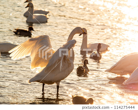 The beautiful sight of whooper swans at Kobegawa River, the closest swan habitat to the Tokyo metropolitan area The beautiful sight of whooper swans at Kobegawa River, the closest swan habitat to the Tokyo metropolitan area 114275444