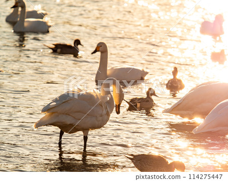 The beautiful sight of whooper swans at Kobegawa River, the closest swan habitat to the Tokyo metropolitan area 114275447