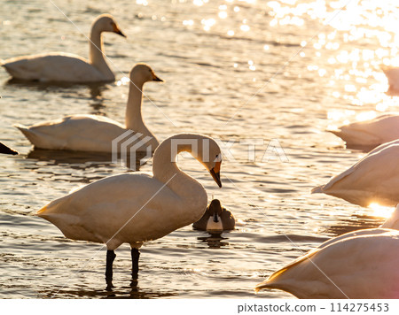 The beautiful sight of whooper swans at Kobegawa River, the closest swan habitat to the Tokyo metropolitan area The beautiful sight of whooper swans at Kobegawa River, the closest swan habitat to the Tokyo metropolitan area 114275453