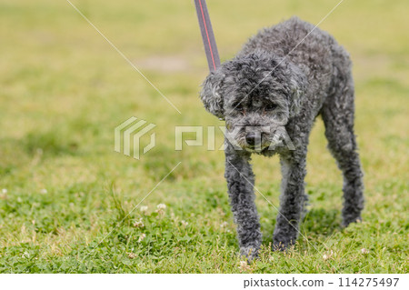 玩具貴賓犬 玩具貴賓犬 114275497