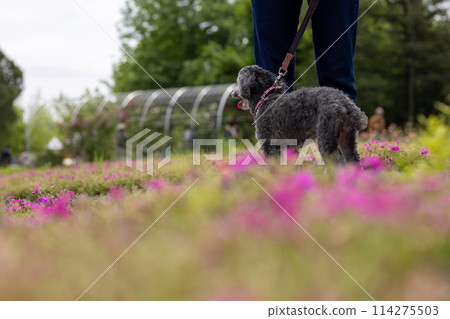玩具貴賓犬 114275503
