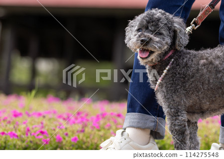toy poodle toy poodle 114275548