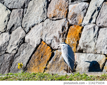 A heron gracefully stands on the stone wall of the moat at the ruins of Nobou Castle. A heron gracefully stands on the stone wall of the moat at the ruins of Nobou Castle. 114275834
