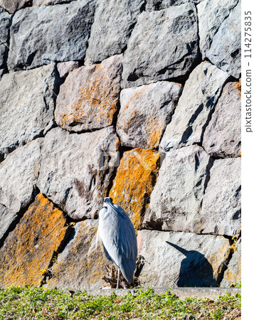 A heron gracefully stands on the stone wall of the moat at the ruins of Nobou Castle. A heron gracefully stands on the stone wall of the moat at the ruins of Nobou Castle. 114275835