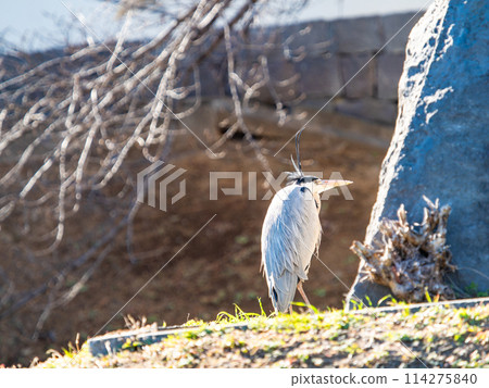 A heron gracefully stands on the stone wall of the moat at the ruins of Nobou Castle. A heron gracefully stands on the stone wall of the moat at the ruins of Nobou Castle. 114275840