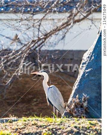 A heron gracefully stands on the stone wall of the moat at the ruins of Nobou Castle. 114275849