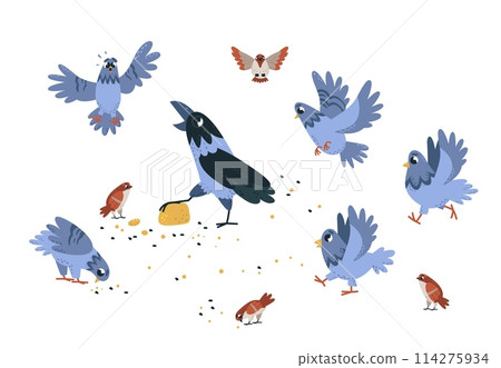 Street birds eating. Magpie, crow and sparrows with pigeons. Isolated urban scene with bird crowd feeding. Funny characters pecking, classy vector concept 114275934