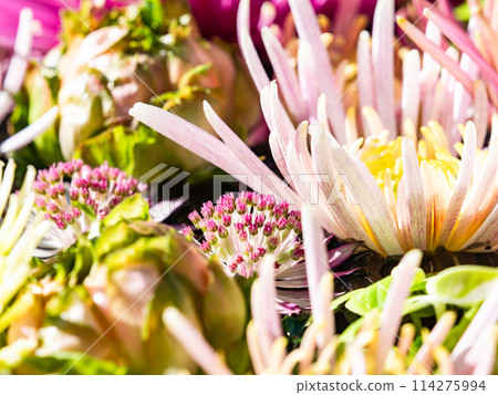 繽紛有趣的花手水點亮新年 114275994