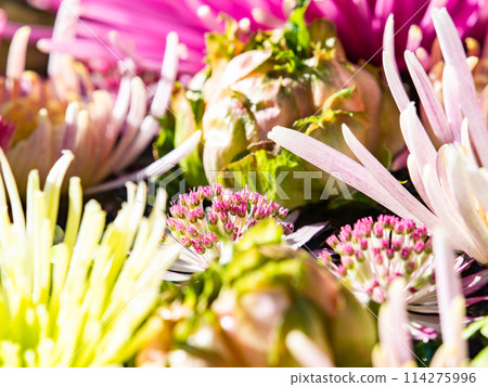 繽紛有趣的花手水點亮新年 114275996